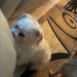 Meet your Posher, Janette